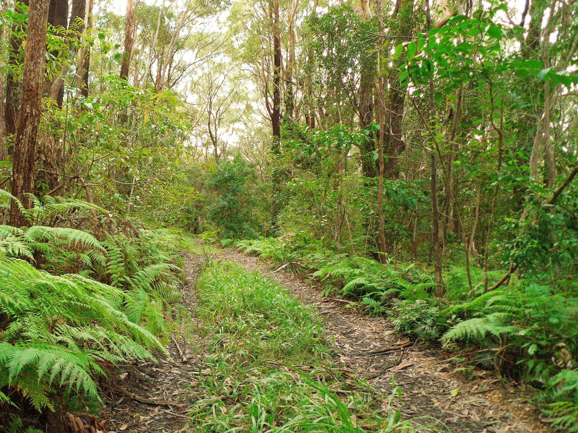 Bed and Breakfast Abelia House Byron Bay Esterno foto