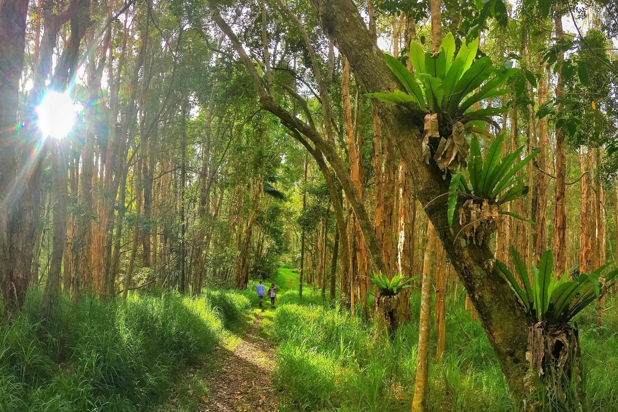Bed and Breakfast Abelia House Byron Bay Esterno foto