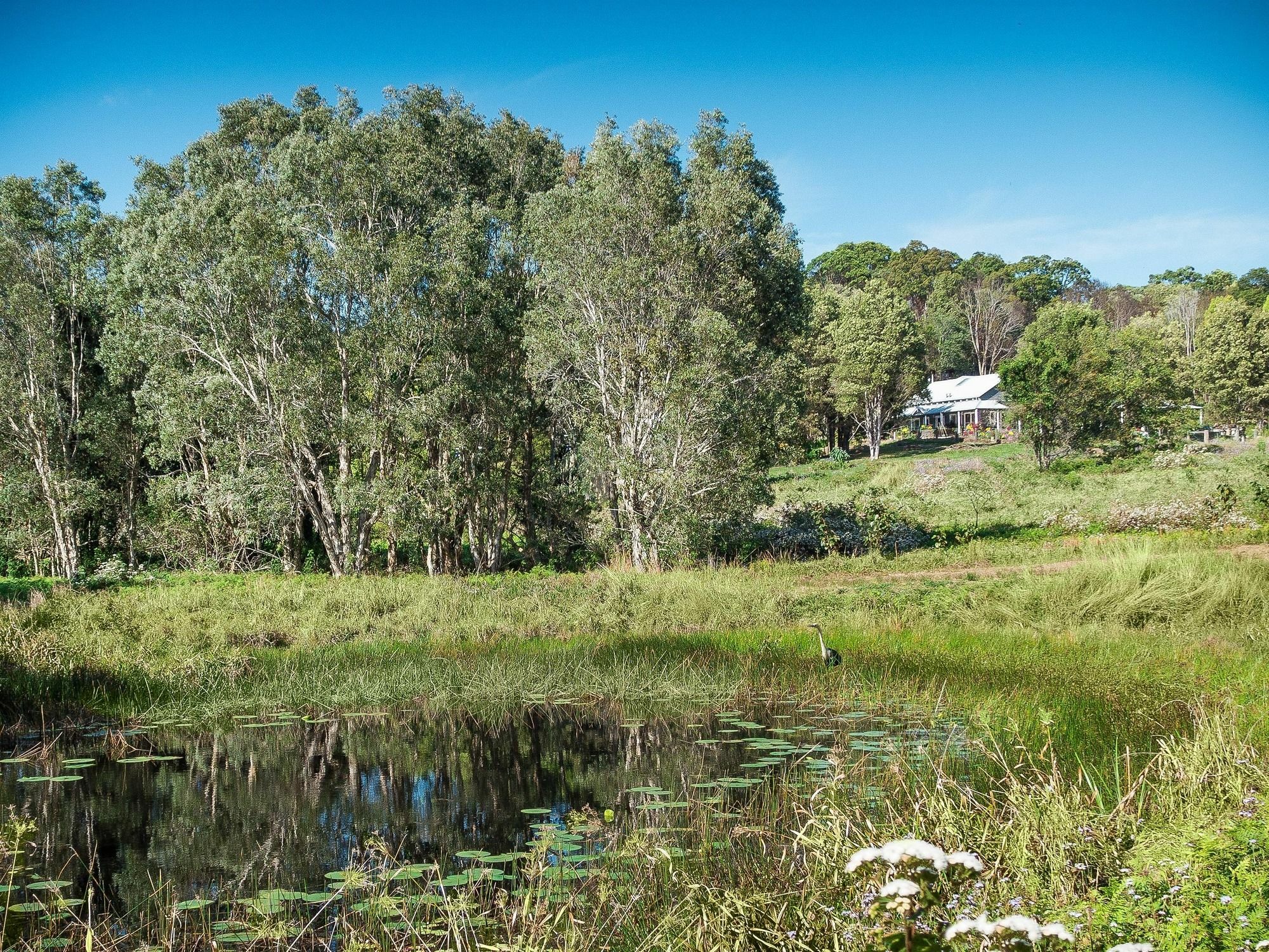 Bed and Breakfast Abelia House Byron Bay Esterno foto